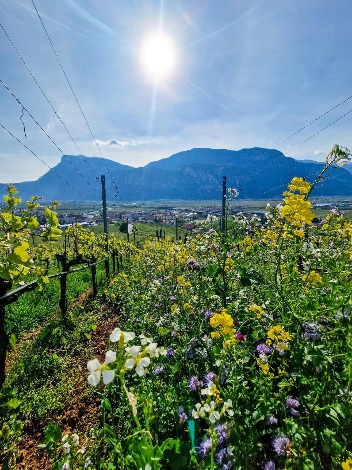 Hotel Garni La Vigna - Adult Friendly San Michele allʼAdige Zewnętrze zdjęcie